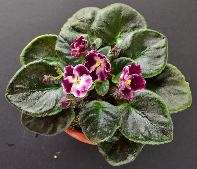 African Violet Plant Potting Soil Mix Peat Moss & Perlite (½ Gallon / 2 quarts)