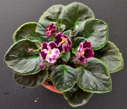 African Violet Plant Potting Soil Mix Peat Moss & Perlite (½ Gallon / 2 quarts)
