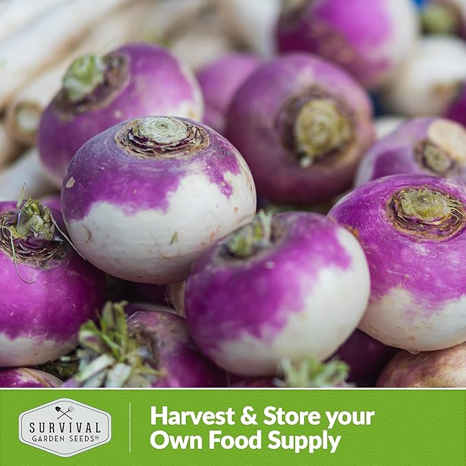 Turnip Seeds for Planting | Purple Top Heirloom Non-GMO Variety | Root Vegetable for Fall & Spring Home Gardens - Survival Garden Seeds (2 Packs)