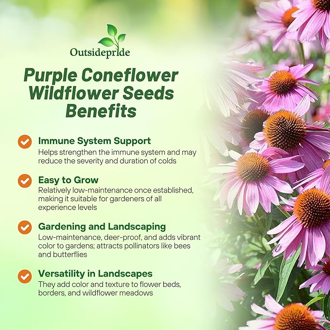 Outsidepride Purple Echinacea Coneflower Seeds - 1 lb Perennial, Deer-Proof & Drought Tolerant Flower Seeds with Daisy-Like Blooms for Pollinator-Friendly Gardens, Borders, & Meadows