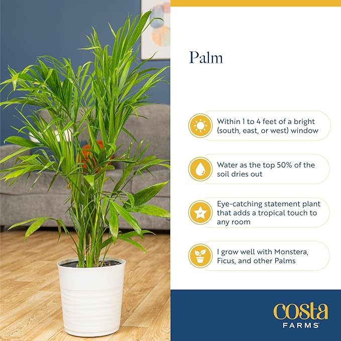 Costa Farms Majesty Palm Extra Large Live Plant in Plastic Pot, Large Indoor Houseplant, Perfect for Home, Room, or Office Decor, Great House Warming or Birthday Gift, 5-6 Feet Tall