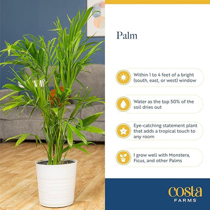 Costa Farms Majesty Palm Live Plant in Decorative Pot, Large Indoor Houseplant, Perfect for Home, Room, or Office Decor, Great House Warming or Birthday Gift, 3-4 Feet Tall