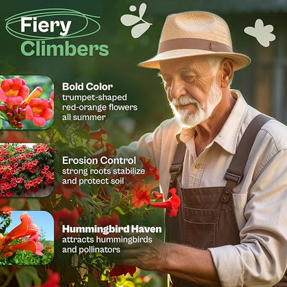 SVI 50 Red Trumpet Vine Seeds for Planting (Campsis radicans) – Trumpet Creeper Seed Packets, Hummingbird Flowers – Heirloom Flower Seeds to Plant Outside - Fences, Trellises, Outdoor Garden