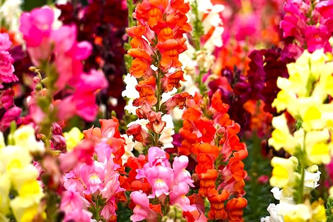Seeds Multicolor Dwarf Snapdragon Seed Mix 1000+ Seeds to Grow Compact Snapdragon Assorted Colors