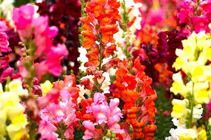 Seeds Multicolor Dwarf Snapdragon Seed Mix 1000+ Seeds to Grow Compact Snapdragon Assorted Colors