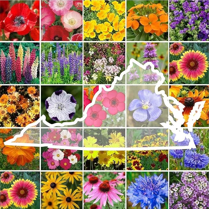 Eden Brothers Virginia Wildflower Mixed Seeds for Planting, 1 oz, 30,000+ Seeds with Five Spot, African Daisy | Attracts Pollinators, Plant in Spring or Fall, Zones