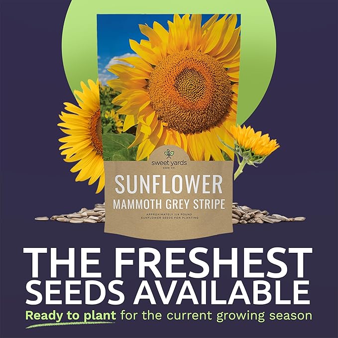 Mammoth Grey Stripe Sunflower Seeds for Planting – Bulk Quarter Pound Bag – Over 1,000 Open Pollinated Non-GMO Seeds – Helianthus annus