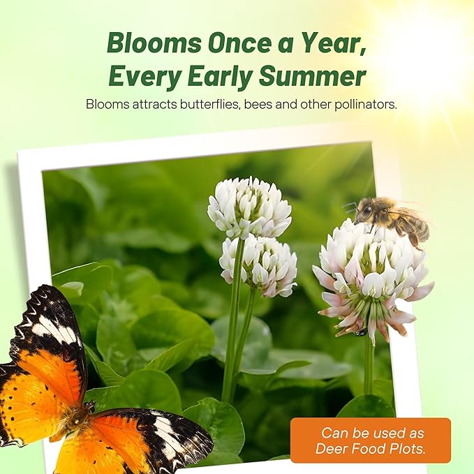 Outsidepride Perennial White Dutch Clover Seed - 10 lbs. Nitrocoated, Inoculated Clover Seeds for Lawn Alternative, Erosion Control, Food Plots, Ground Cover, & Pasture Mixtures in USDA Zones 3-10