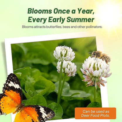 Outsidepride Perennial White Dutch Clover Seed - 40 lbs. Nitrocoated, Inoculated Clover Seeds for Lawn Alternative, Erosion Control, Food Plots, Ground Cover, & Pasture Mixtures in USDA Zones 3-10