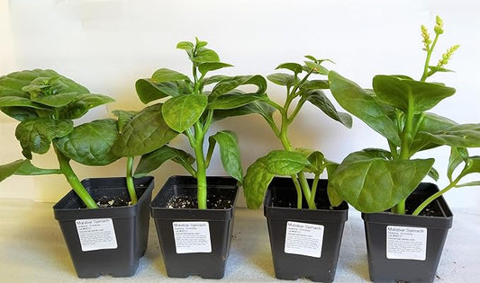 TomorrowSeeds - Giant Malabar Spinach Seeds - 50+ Count - for 2026 Planting USA Garden Green Vegetable Plant Leaf Kale Lettuce Bloomsdale Cabbage Non-GMO Heirloom Grow Your Own Home Farm Patio