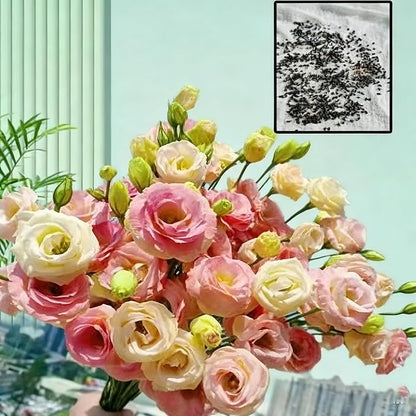 300+ Lisianthus Flower Seeds for Planting, Mixed Color Annual Lisianthus Seeds, Non-GMO Thornless Lisianthus Flowers Seed for Home Garden Outdoor
