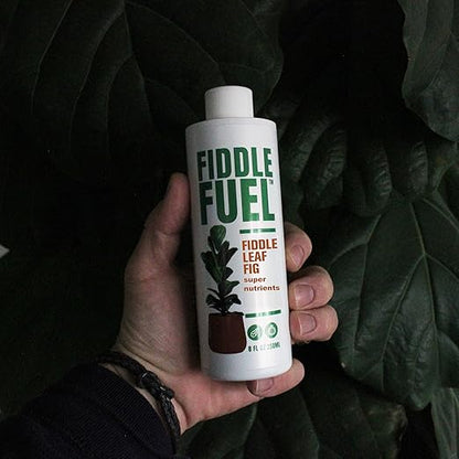 Fiddle Fuel – The Ultimate Fiddle Leaf Fig Premium Plant Fertilizer Liquid Nutrients Super Easy to Use for Fig Trees and Plants (Ficus Lyrata) – 8 oz