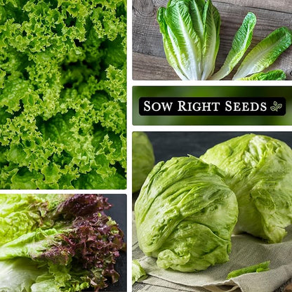 Sow Right Seeds - Large Lettuce Seed Collection for Planting - Buttercrunch, Jericho, Iceberg, Salad Bowl, Little Gem, Black-Seeded Simpson, Lolla Rosa - Non-GMO Heirloom - Outdoors or Hydroponics