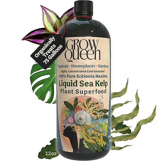 Organic Liquid Kelp & Seaweed Extract (Ecklonia Maxima) Plant Super Food - Indoor Houseplant Fertilizer - Organic Fertilizer for Flowers, Seedlings & Gardens - 12oz Treats 75 Gallons