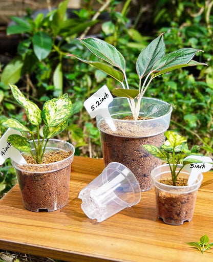 homenote Clear Nursery Pots for Plants,4 Inch Plant Pot for Planting Plastic Seedling with Drainage Holes Seed Starter Flower High Transparency with 20 Labels (60 Pack)