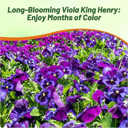 Outsidepride King Henry Viola Pansy Seeds for Planting - 1000 Pcs. Perennial, Cold-Hardy & Pollinator Friendly Flowers with Fragrant Blooms for Garden Beds, Borders & Container Displays