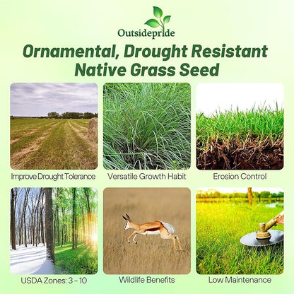 Outsidepride Perennial Little Bluestem Grass Seed - 25 lbs. Warm Season, Drought Resistant, Long-Lived Native Prairie Grass Seed, Ideal for Erosion Control, Ornamental Landscaping & Wildlife Gardens