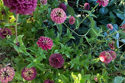 Plant Good Seed Organic Queeny Red Lime Zinnia Seed - Pack of 100 Heirloom Seeds for Planting Flowers, Gardening Supplies, Wildflower, Flower Seeds to Plant - Non-GMO, Open Pollinated, from USA