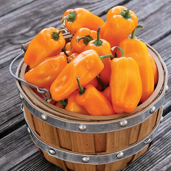 Park Seed Sweet Pepper Vegatable Plant Seeds, Easy to Grow, Spring Garden, Just Sweet, Pack of 10