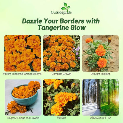 Outsidepride Durango Tangerine French Marigold Seeds - 500 Pcs Annual, Compact, Heat & Drought Tolerant Flower Seeds for Planting w/Anemone Type Blooms, Ideal for Vibrant Pollinator Gardens