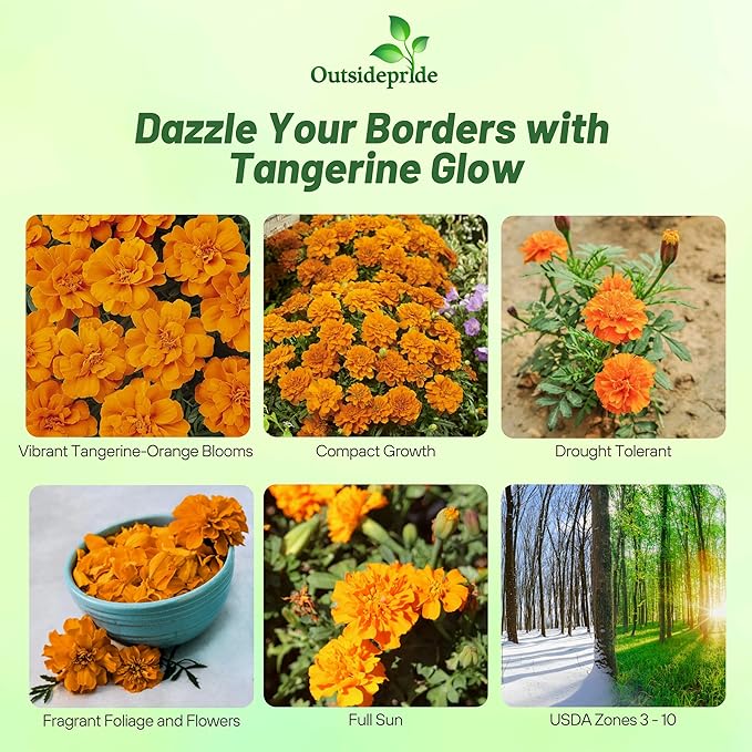 Outsidepride Durango Tangerine French Marigold Seeds - 250 Pcs Annual, Compact, Heat & Drought Tolerant Flower Seeds for Planting w/Anemone Type Blooms, Ideal for Vibrant Pollinator Gardens