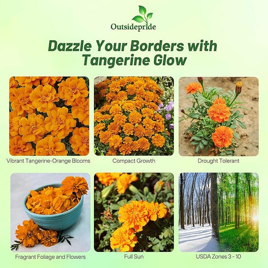 Outsidepride Durango Tangerine French Marigold Seeds - 250 Pcs Annual, Compact, Heat & Drought Tolerant Flower Seeds for Planting w/Anemone Type Blooms, Ideal for Vibrant Pollinator Gardens