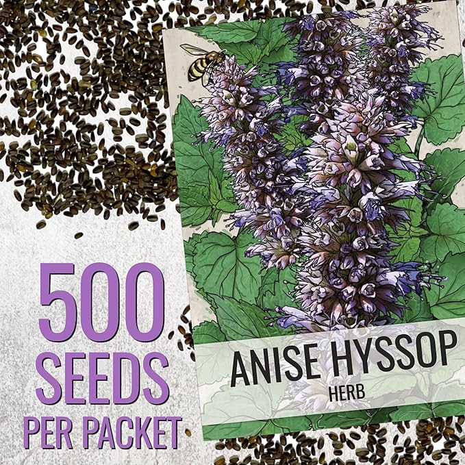 Seed Needs Anise Hyssop Seeds for Planting Agastache foeniculum - Non-GMO Heirloom & Untreated - Grow a Medicinal/Culinary Herb Garden for Tea & Essential Oils (5 Packs)