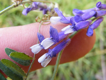 Hairy Vetch Legume Seed by Eretz (10lb) - Choose Size! Willamette Valley, Oregon Grown, Non-GMO, No Fillers, No Coatings, No Weed Seeds.