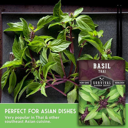 Thai Basil Seeds for Planting – Sweet Thai Basil with Anise Flavor for Asian Cooking – Heirloom Non-GMO Herb Seed for Indoor or Outdoor Gardens – Survival Garden Seeds (5 Pack)