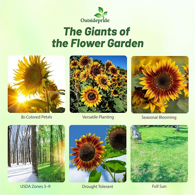 Outsidepride Joker Sunflower Seeds for Planting - 100 Pcs Annual, Easy to Grow Flower Seeds w/Vibrant, Abundant Blooms for Cut Flower Arrangements & Pollinator & Vegetable Gardens