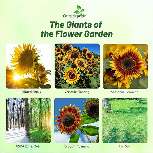 Outsidepride Joker Sunflower Seeds for Planting - 50 Pcs Annual, Easy to Grow Flower Seeds w/Vibrant, Abundant Blooms for Cut Flower Arrangements & Pollinator & Vegetable Gardens