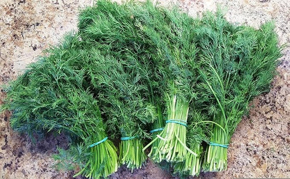 2000+ Seeds Bush Dill - Vegetable Green