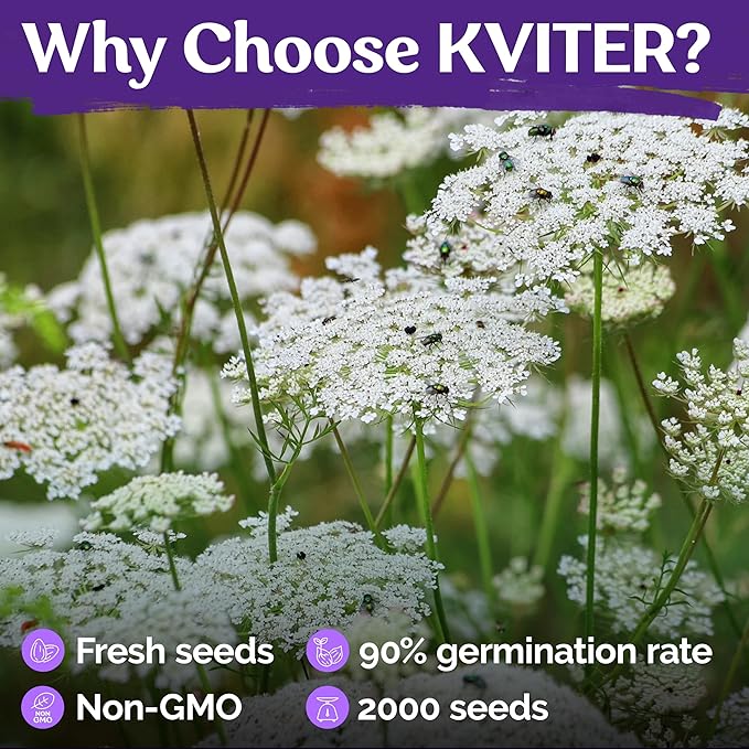 KVITER 2000 White Queen Anne's Lace Seeds (Ammi Majus), 2 Pack – Bishop Flower, Heirloom, Non GMO & Organic Wildflower, False Queen Annes Lace, Pollinator-Friendly Flower Seeds to Plant Outside Garden