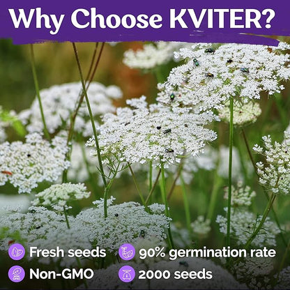 KVITER 2000 White Queen Anne's Lace Seeds (Ammi Majus), 2 Pack – Bishop Flower, Heirloom, Non GMO & Organic Wildflower, False Queen Annes Lace, Pollinator-Friendly Flower Seeds to Plant Outside Garden