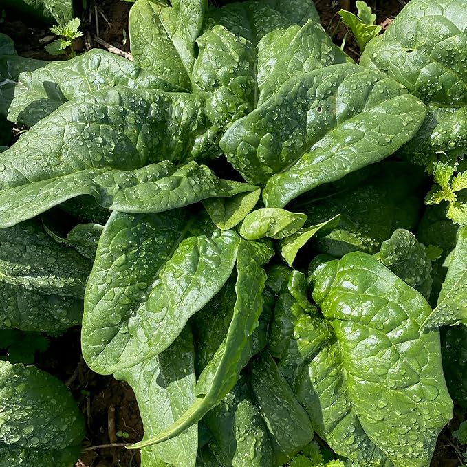 Plant Good Seed Organic Equinox Spinach Seeds - Pack of 300, Heirloom Seeds for Planting Vegetables - Gardening Supplies, Vegetable Garden - Non-GMO, Open Pollinated, from USA