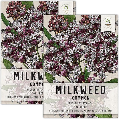 Seed Needs, Pink Common Milkweed Seeds - 100 Heirloom Seeds for Planting Asclepias syriaca - Perennial Flowers to Attract Monarch Butterflies & Other Pollinators (2 Packs)