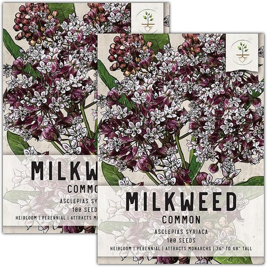 Seed Needs, Pink Common Milkweed Seeds - 100 Heirloom Seeds for Planting Asclepias syriaca - Perennial Flowers to Attract Monarch Butterflies & Other Pollinators (2 Packs)