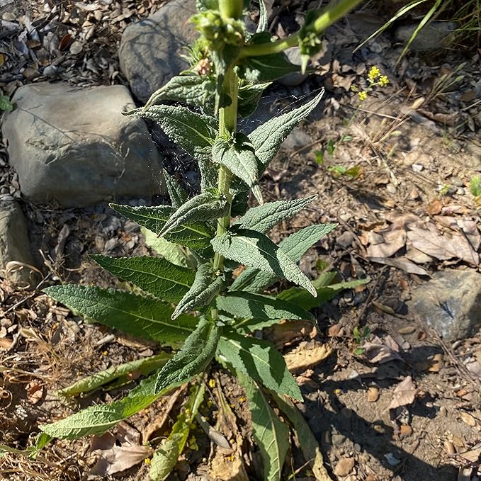 Plant Good Seed Wand Mullein Seeds - Pack of 250, Heirloom Seeds for Planting Herbs, Flowers - Gardening Supplies, Wildflower, Herb Garden, Flower Seeds to Plant Outside - from USA
