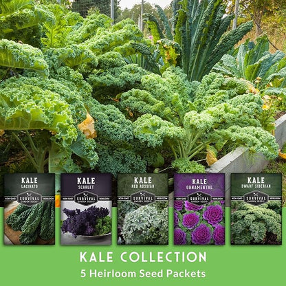 Kale Seeds 5 Variety Pack for Planting | Red Russian, Scarlet, Lacinato, Siberian & Ornamental Kale Seeds – Heirloom Non-GMO Cool Weather & Winter Greens – Survival Garden Seeds