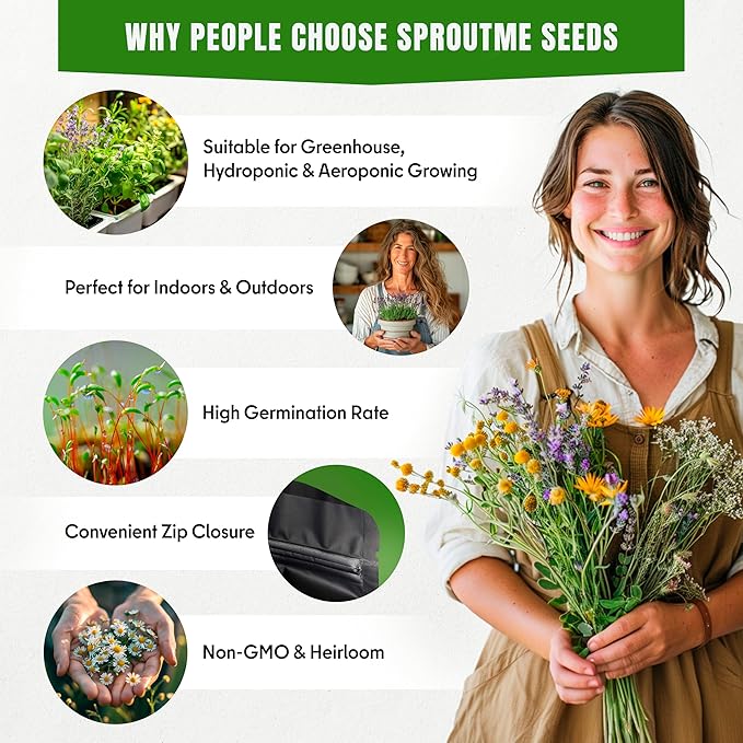 Chicory Seeds for Planting – 300+ Non-GMO Heirloom Leaf & Root Chicory Seeds (Cichorium intybus)