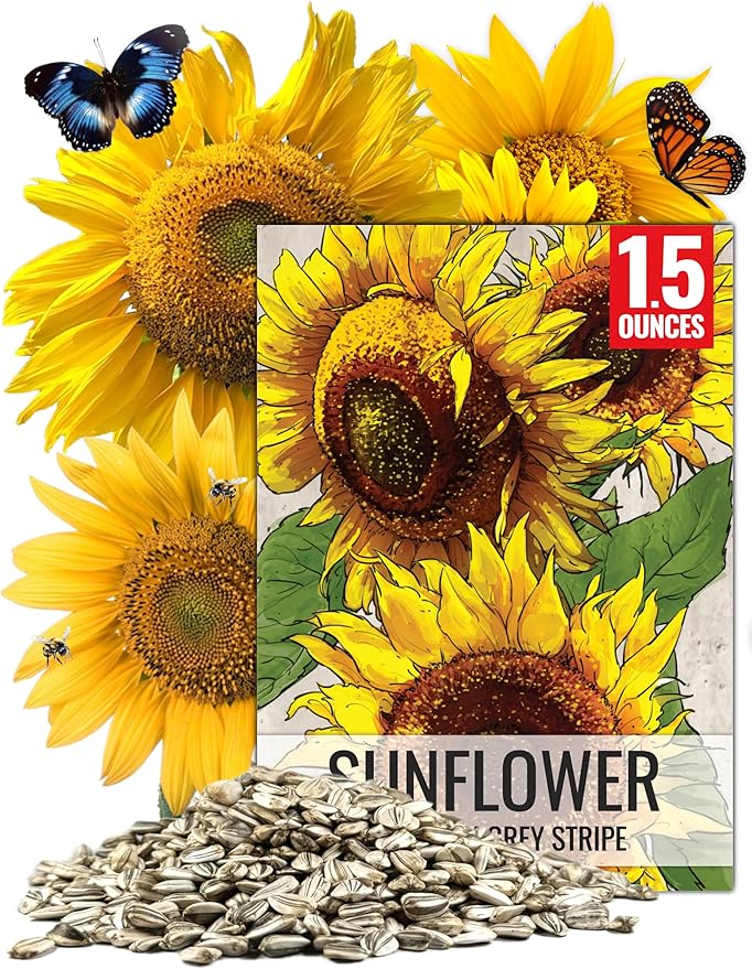 Seed Needs Sunflower Seeds to Plant 600+ Mammoth Grey Stripe Seeds | Heirloom Seed Helianthus Annuus Non GMO Large Resealable Pouch | Bulk Tall Growing Sun Flowers