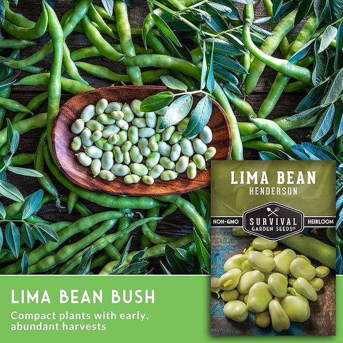 Lima Bean Seeds for Planting – Henderson Butter Bean Seeds for Gardens & Classroom Science Projects, Easy to Grow Non-GMO Heirloom Variety - Survival Garden Seeds (5 Packs)