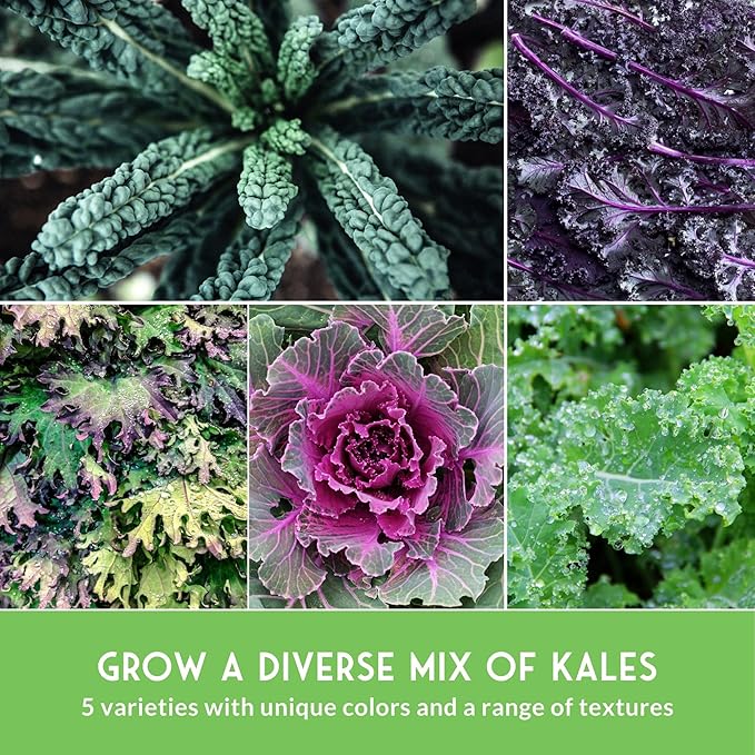 Kale Seeds 5 Variety Pack for Planting | Red Russian, Scarlet, Lacinato, Siberian & Ornamental Kale Seeds – Heirloom Non-GMO Cool Weather & Winter Greens – Survival Garden Seeds