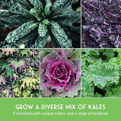 Kale Seeds 5 Variety Pack for Planting | Red Russian, Scarlet, Lacinato, Siberian & Ornamental Kale Seeds – Heirloom Non-GMO Cool Weather & Winter Greens – Survival Garden Seeds