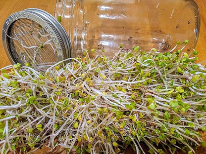 Variety Pack Sprouting Seeds Broccoli, Alfalfa, Radish, Mung beans & Salad Mix for Sprouts and Microgreens. Non-GMO. Pack of 10 premeasured seeds for quart size jars or trays. Includes 2 packs of each