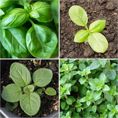 Seed Needs Sweet Basil & Italian Oregano Seeds for Planting Fresh Kitchen Herbs - Non-GMO Heirloom & Untreated Perennial & Annual Herb Seed to Plant a Culinary Garden Indoors or Outdoors (2 Packs)