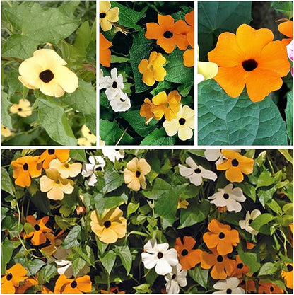Seed Needs, Black-Eyed Susan Vine Seeds - 100 Heirloom Seeds for Planting Thunbergia alata - Annual Vining Flowers to Cover a Fence or Trellis (5 Packs)