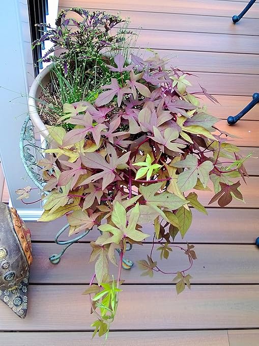TeaDrops Organic All Purpose Plant Fertilizer – 16 Liquid Indoor House Plant Food Packets – Make up to 32 Gallons (Easy use in Watering Can & Containers, Ecofriendly)