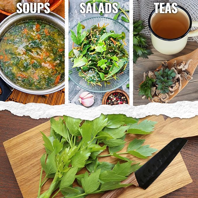 Seed Needs Lovage Seeds for Planting - Non-GMO Heirloom & Untreated Herbs to Plant a Medicinal/Culinary Home Grown Herb Garden Indoors or Outdoors (2 Packs)