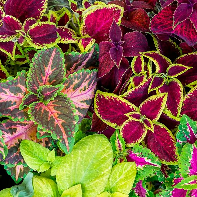 Seed Needs Coleus Seeds for Planting Rainbow Painted Nettle - Heirloom & Open Pollinated Mixed Flower Seed to Grow an Outdoor Butterfly Garden to Attract Pollinators (2 Packs)